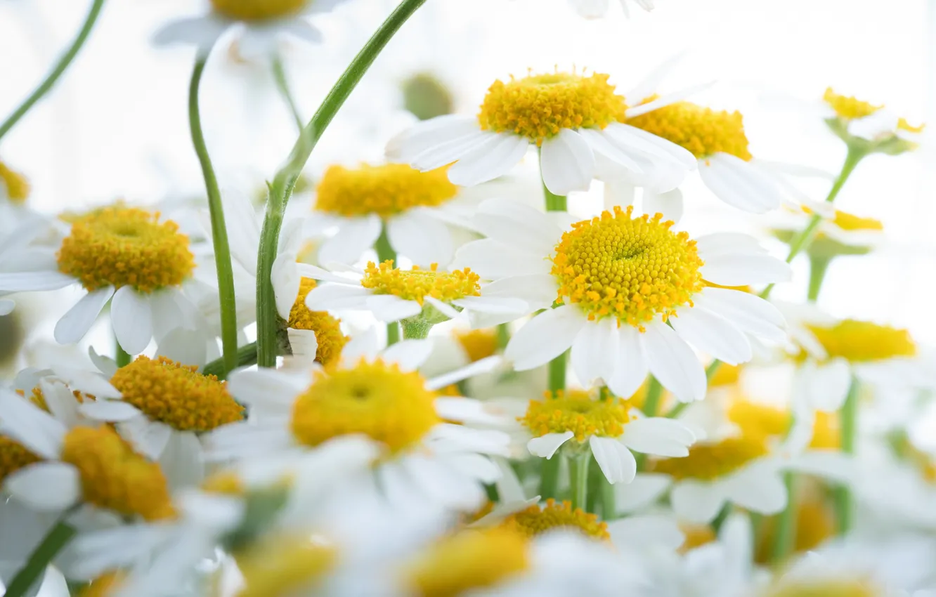 Photo wallpaper macro, flowers, chamomile, white background, white, bokeh