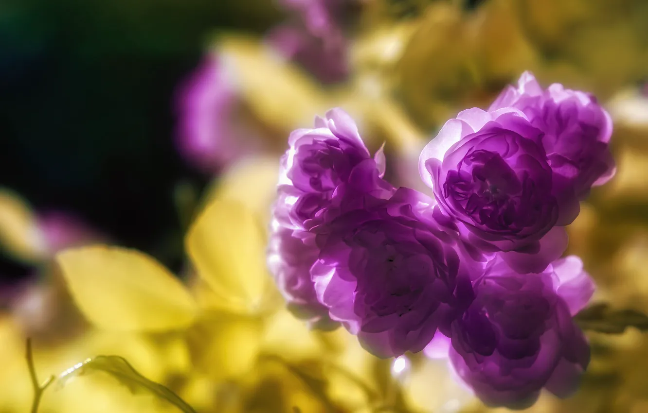 Photo wallpaper leaves, light, flowers, roses, blur, blur, lilac, bokeh
