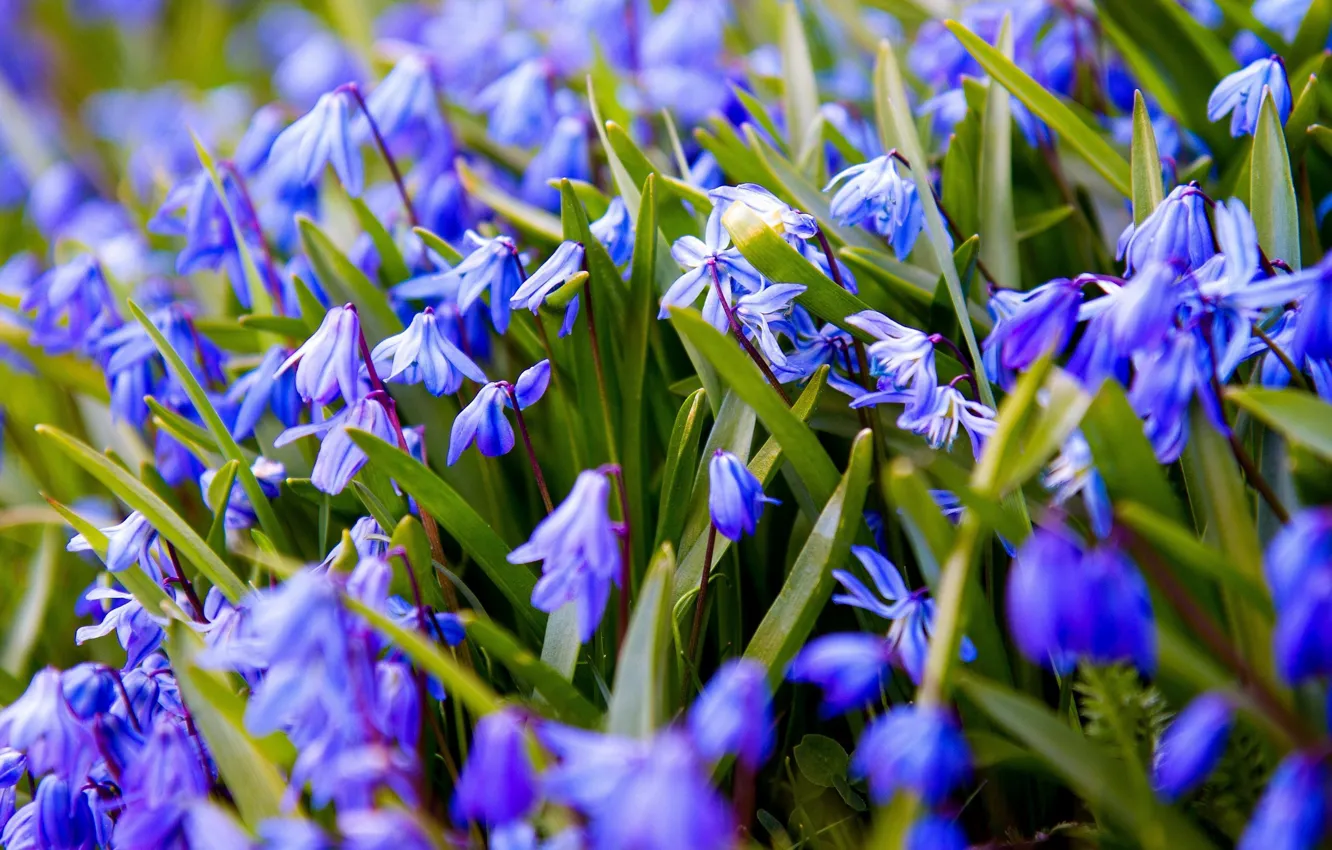 Photo wallpaper flowers, blue, spring, snowdrops, Scilla