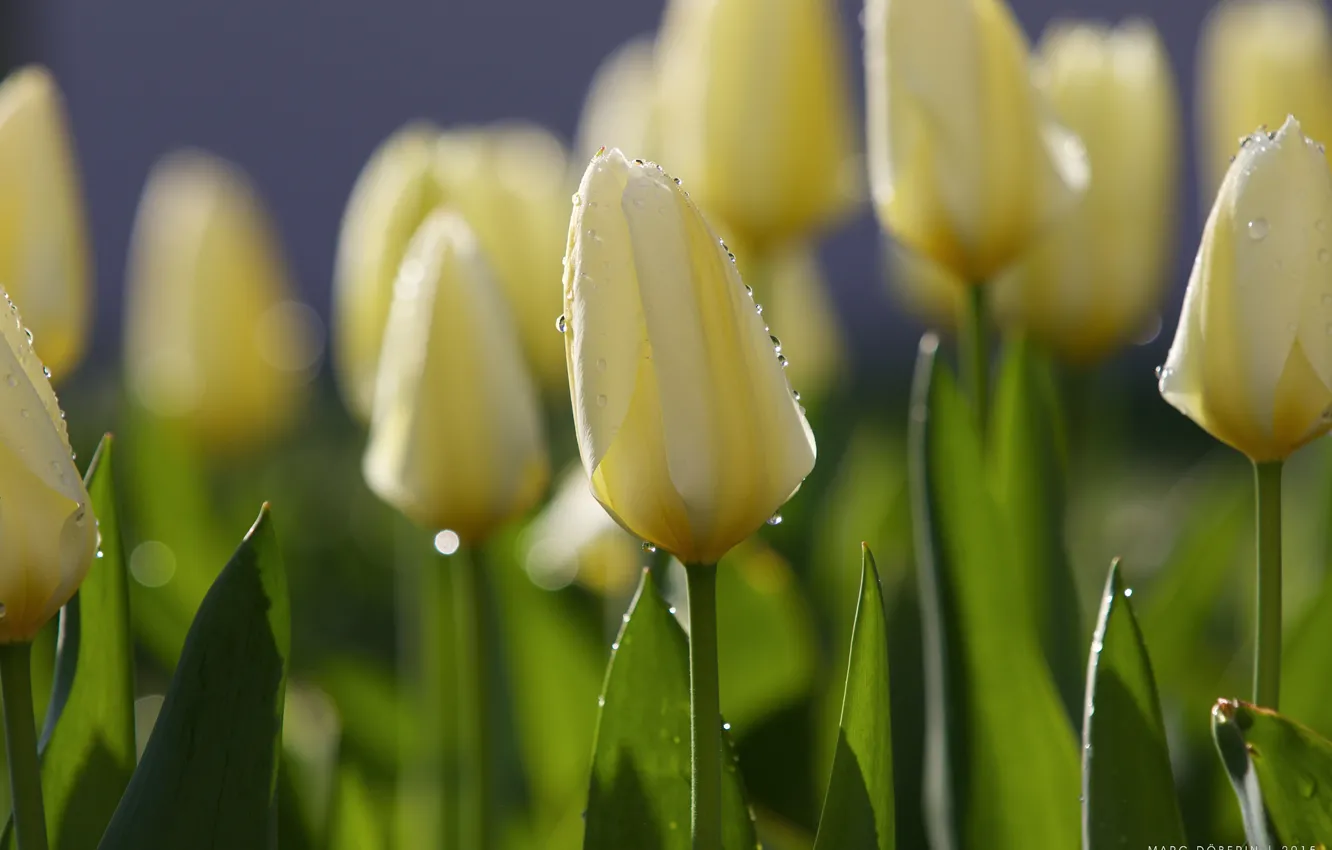 Photo wallpaper drops, flowers, Rosa, spring, morning, tulips