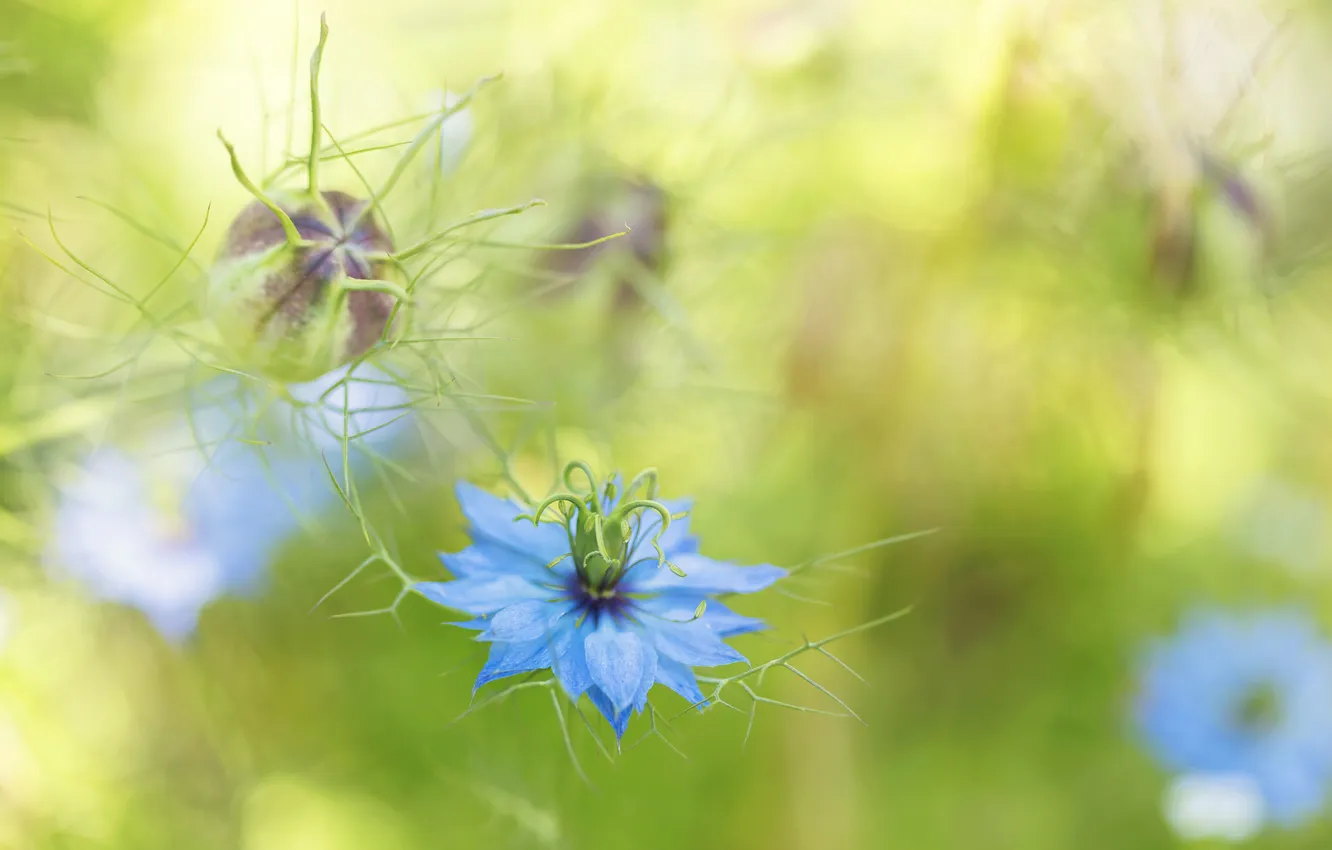 Photo wallpaper flower, blue, blur, Bud