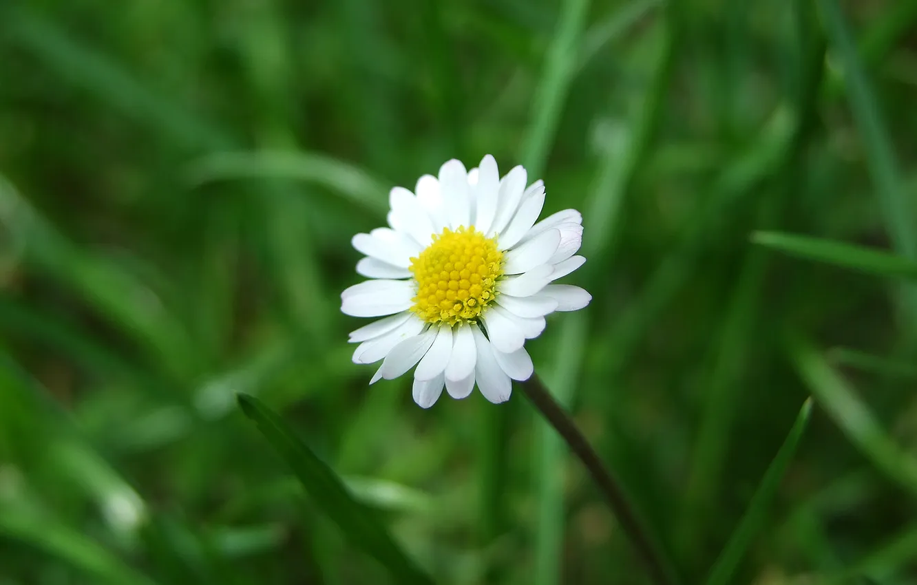 Photo wallpaper macro, flowers, nature, photo, chamomile, Daisy