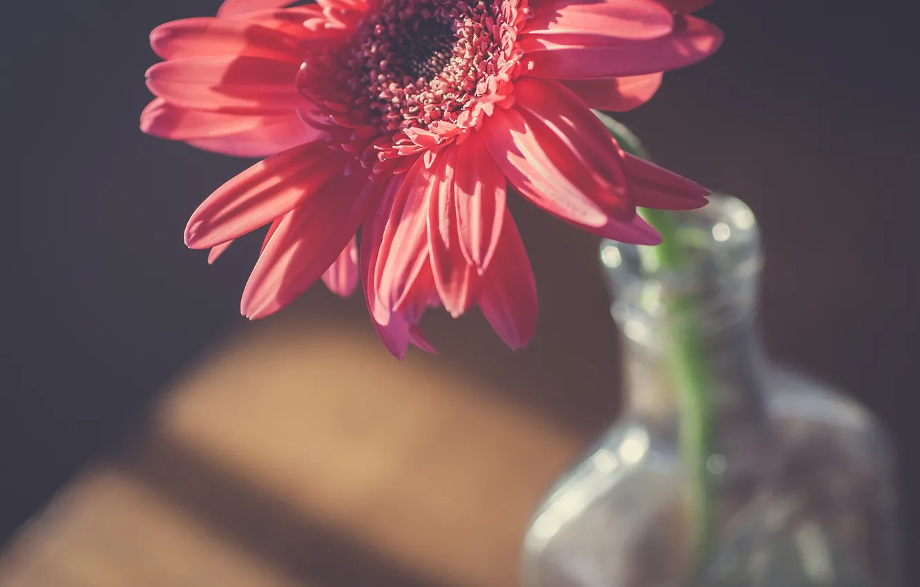 Photo wallpaper flowers, petals, gerbera