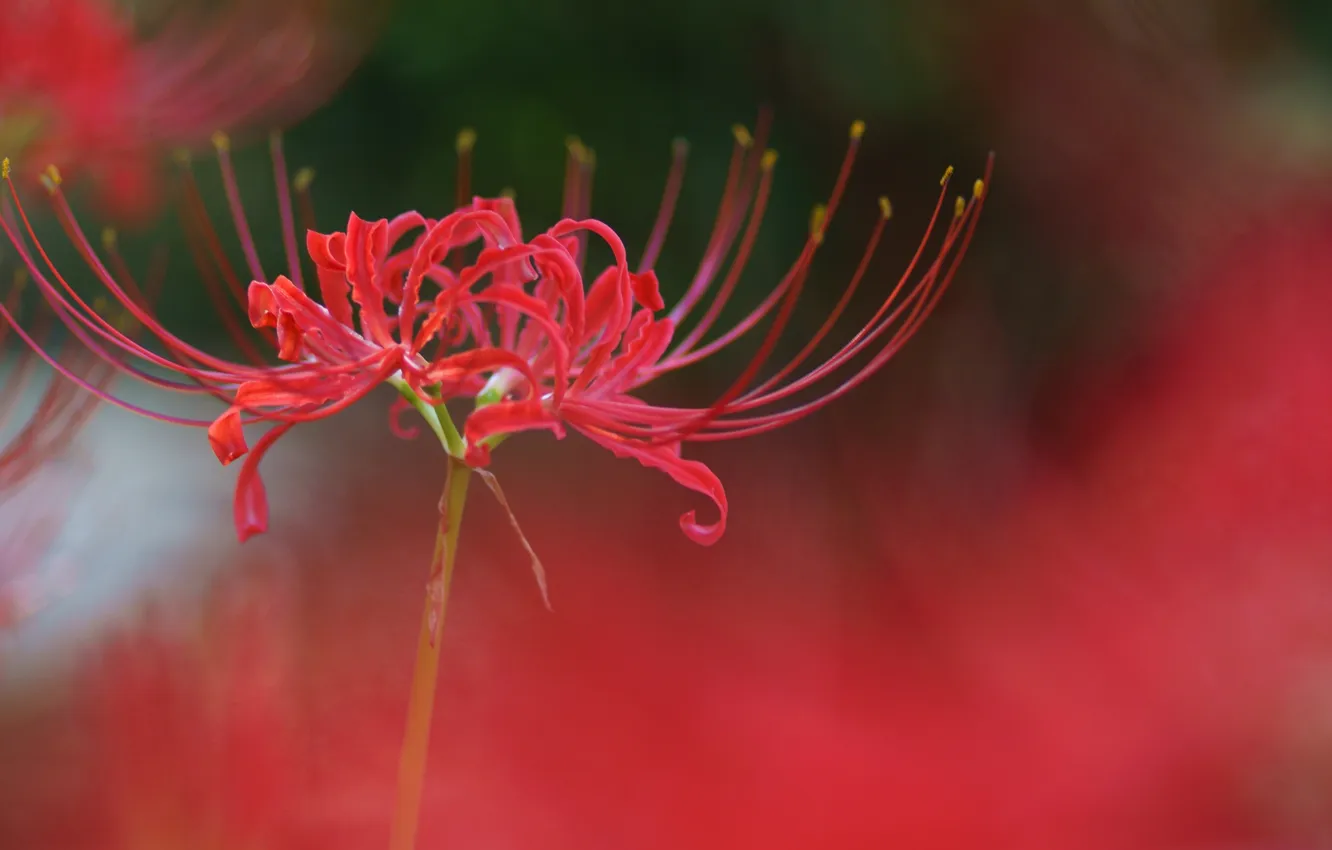 Photo wallpaper macro, flowers, red, radiata, Lycoris