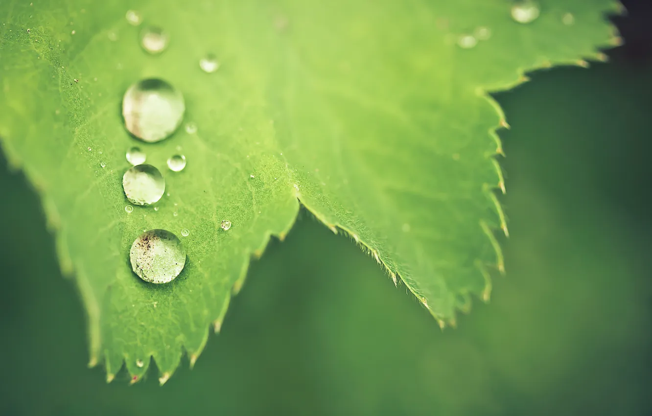 Photo wallpaper leaves, drops, macro