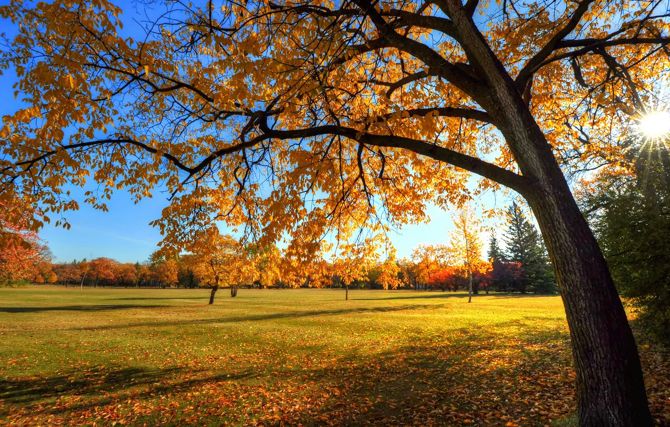 Photo wallpaper autumn, the sky, grass, trees, sunset, Park