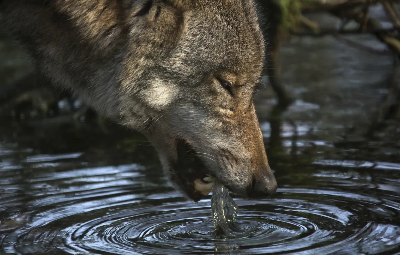 Photo wallpaper water, nature, wolf