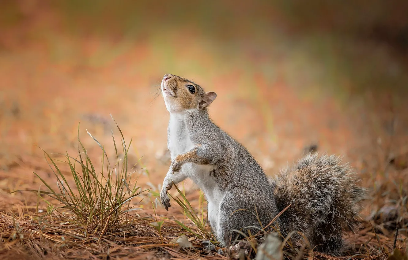 Photo wallpaper grass, background, protein, stand, bokeh