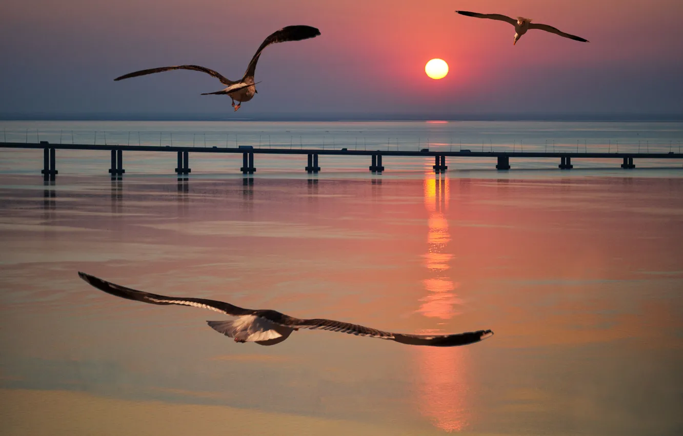 Photo wallpaper sea, flight, sunset, bridge, seagulls