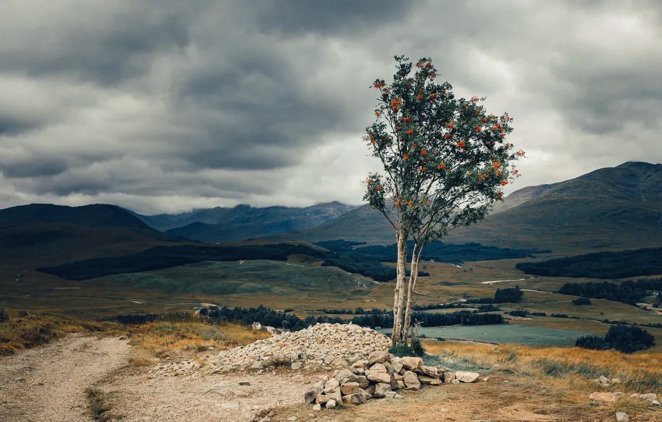 Photo wallpaper trees, landscape, nature