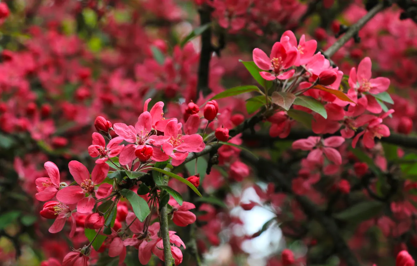 Photo wallpaper flower, pink, spring, twig