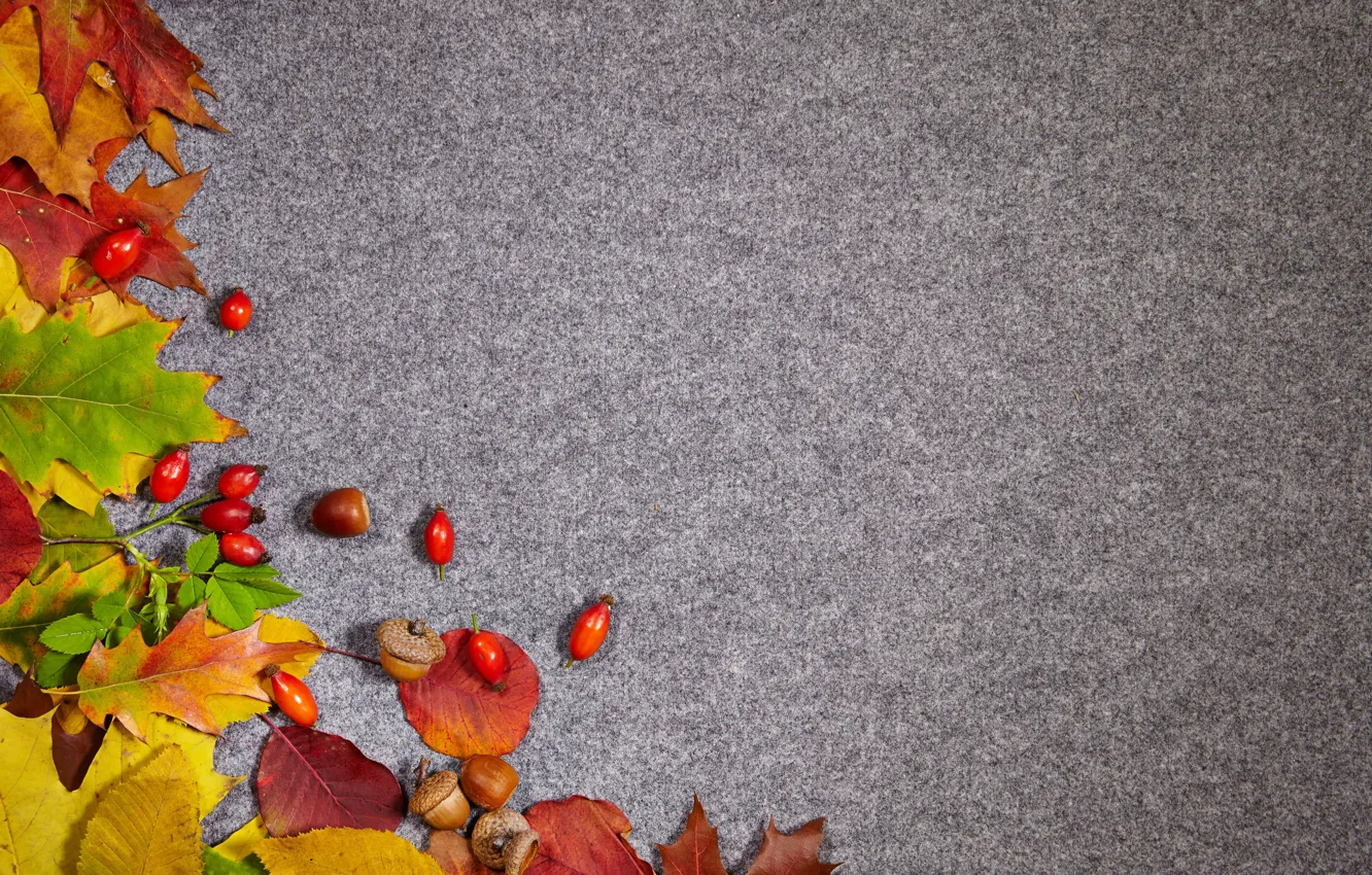 Photo wallpaper autumn, leaves, background, briar, acorns