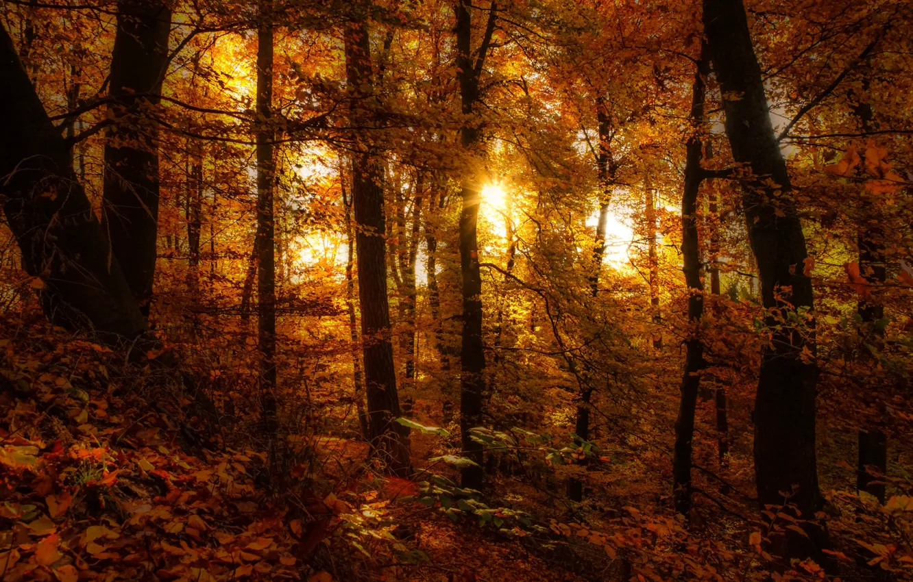 Photo wallpaper forest, autumn, leaves, sunlight