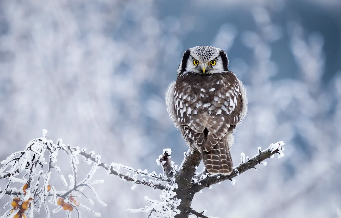 Photo wallpaper branches, background, owl, bird, frost, Hawk owl