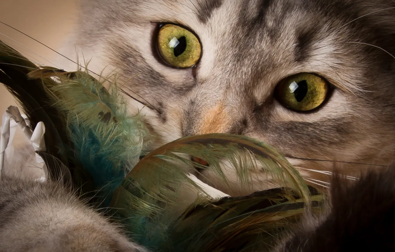 Photo wallpaper cat, eyes, look, feathers, muzzle, kitty