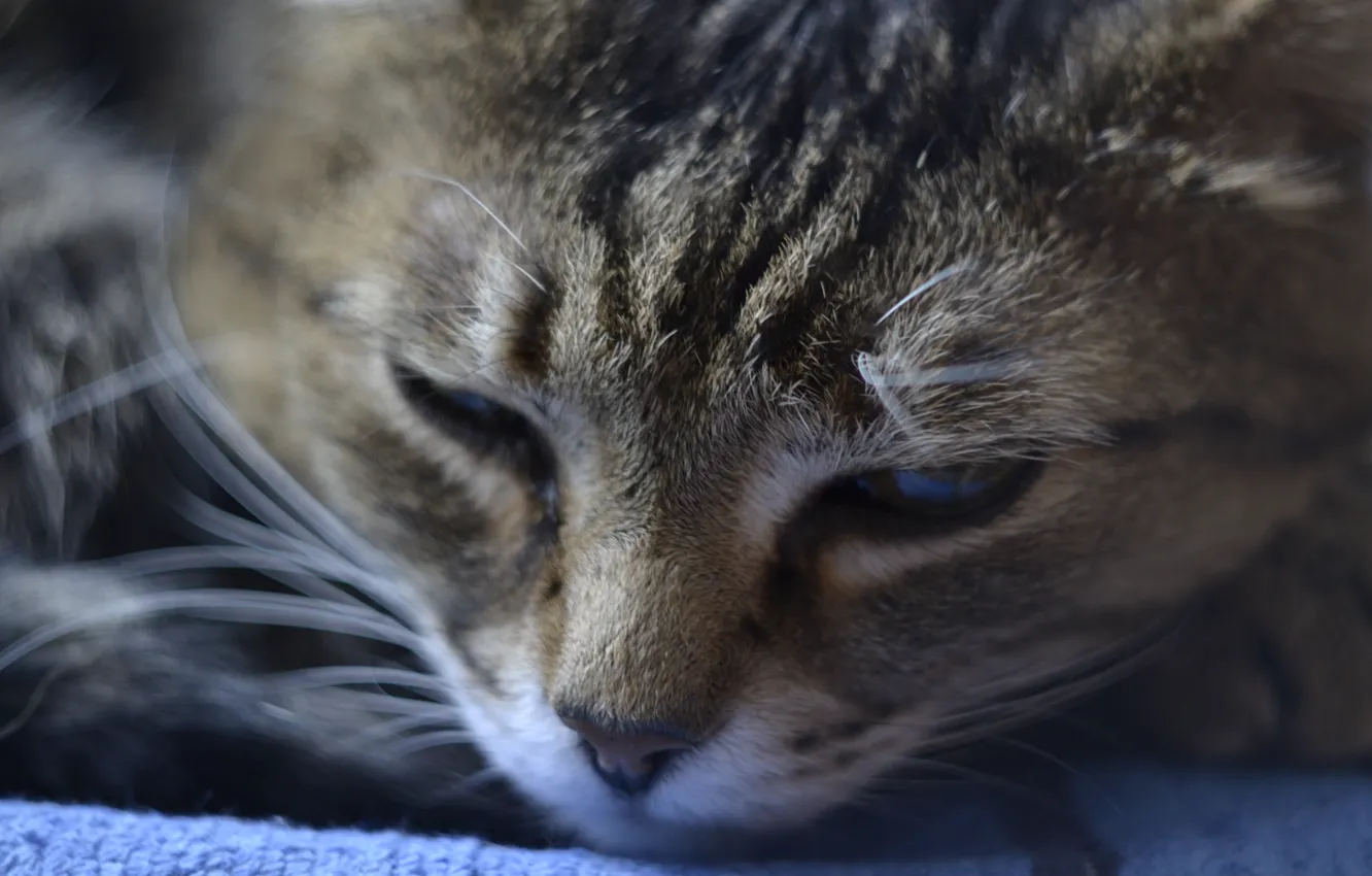 Photo wallpaper eyes, cat, blue, sleeping