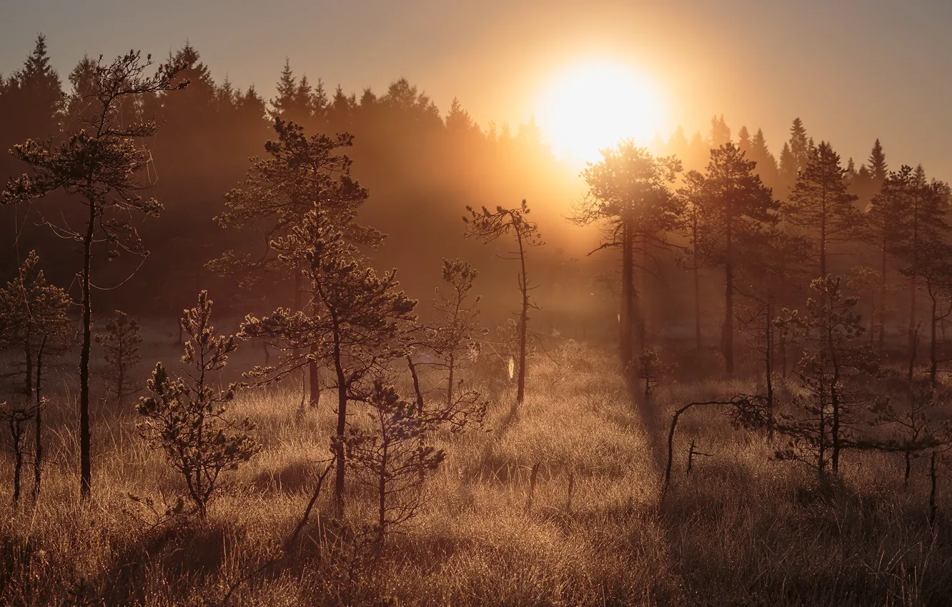Photo wallpaper forest, sunset, fog