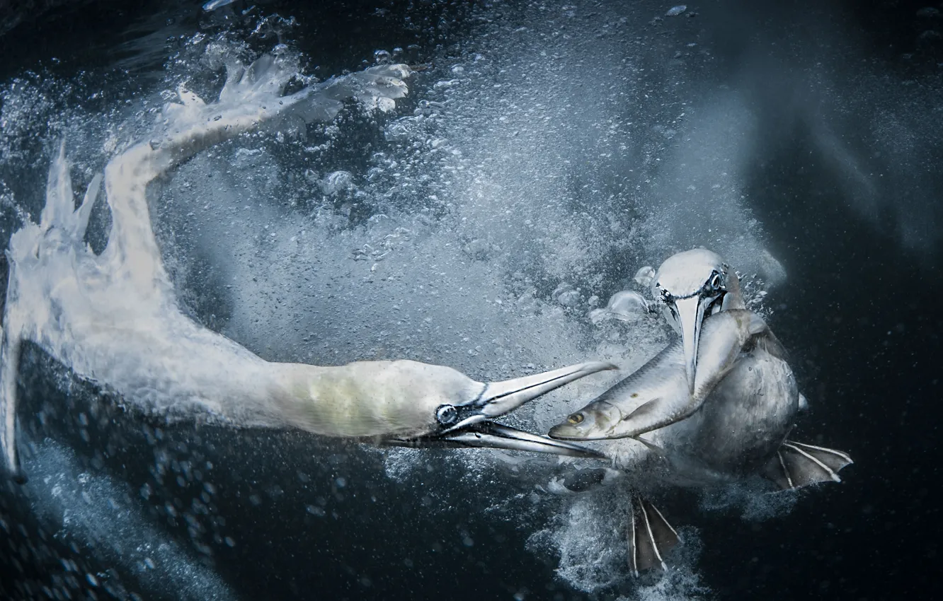 Photo wallpaper Water, Photo, Birds, Fish, Boobies, Tracy Lind, Boobies fishing, Fighting for fish underwater
