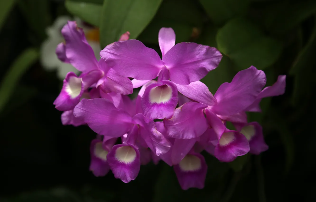 Photo wallpaper bright, orchids, exotic