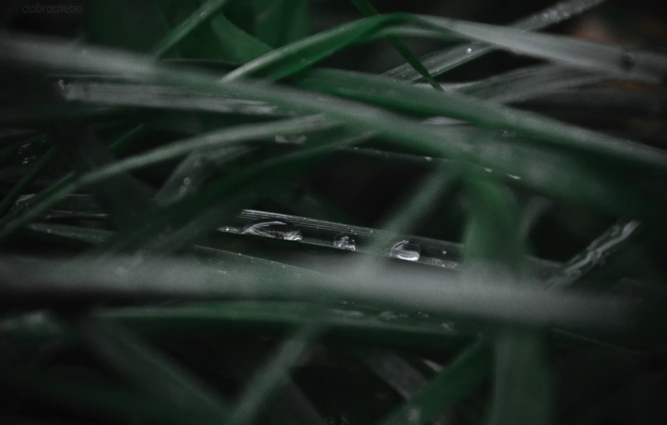 Photo wallpaper autumn, grass, drops, macro, green, Russia, macro, dobraatebe