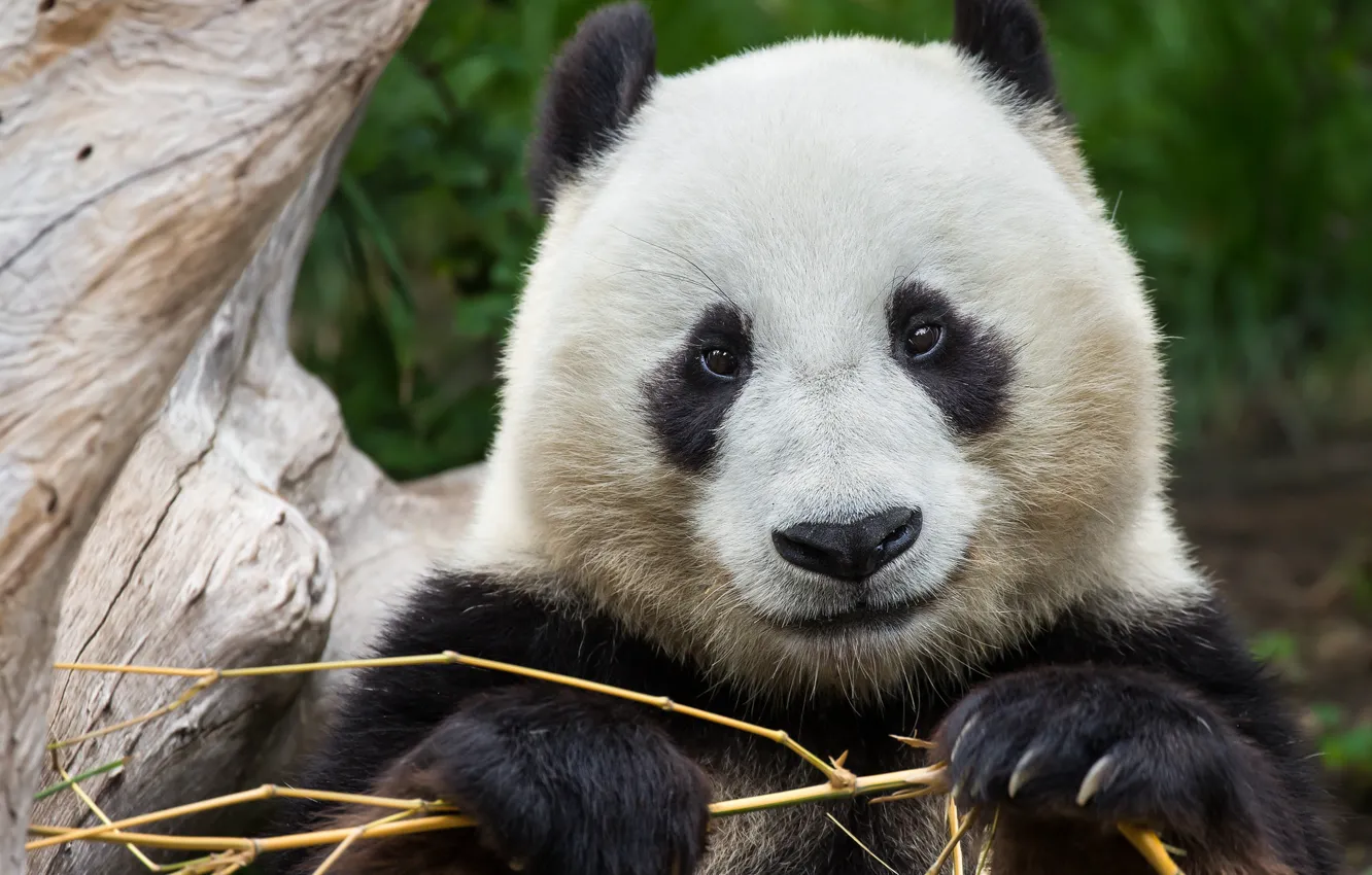 Photo wallpaper bamboo, Panda, cute