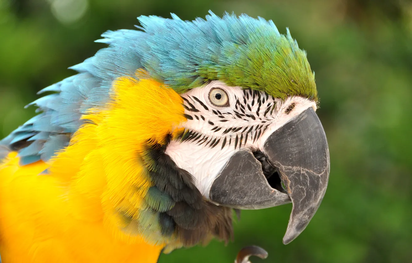 Photo wallpaper bird, beak, parrot, Ara
