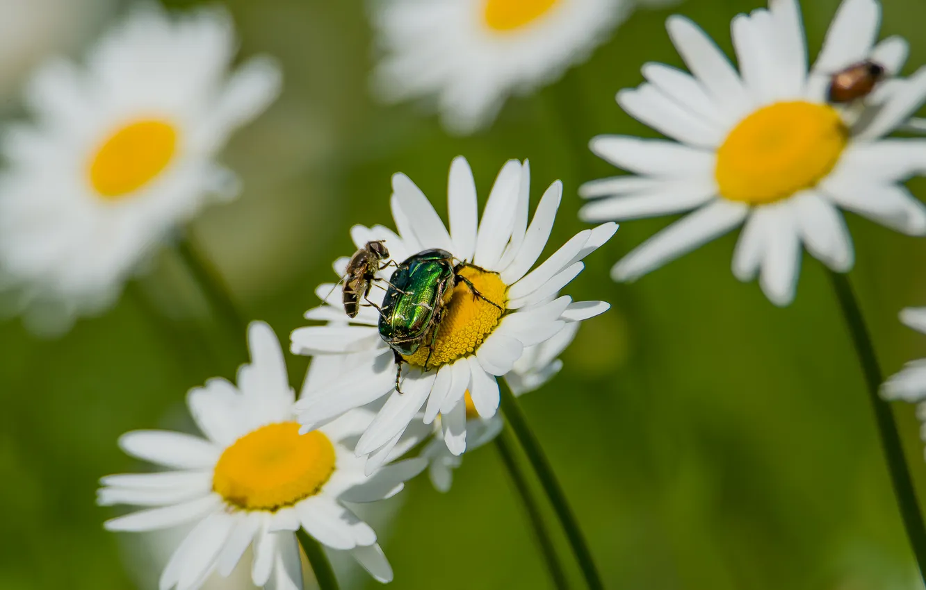 Photo wallpaper flowers, nature, chamomile, fly, the bronze beetle
