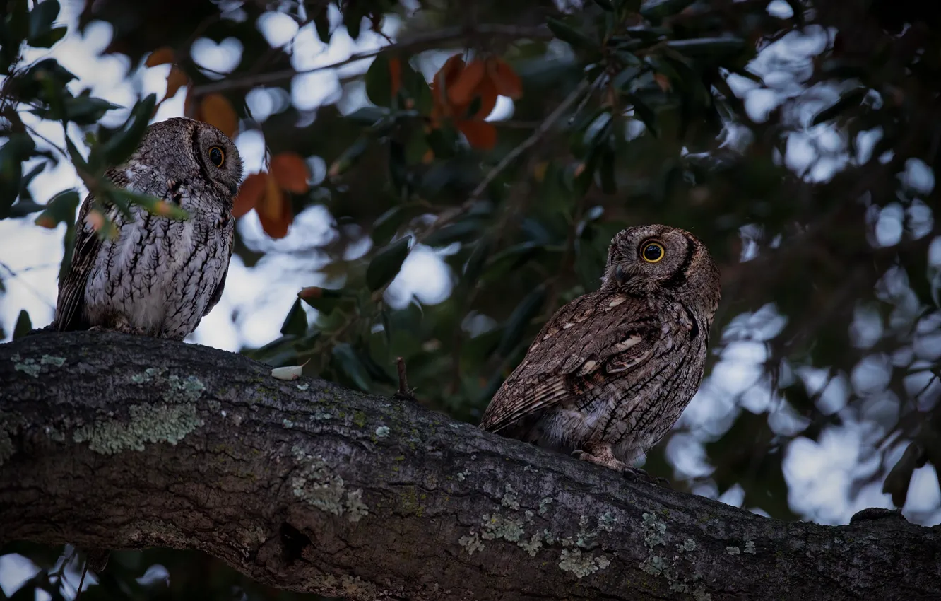 Photo wallpaper look, trees, branches, nature, the dark background, owl, bird, foliage