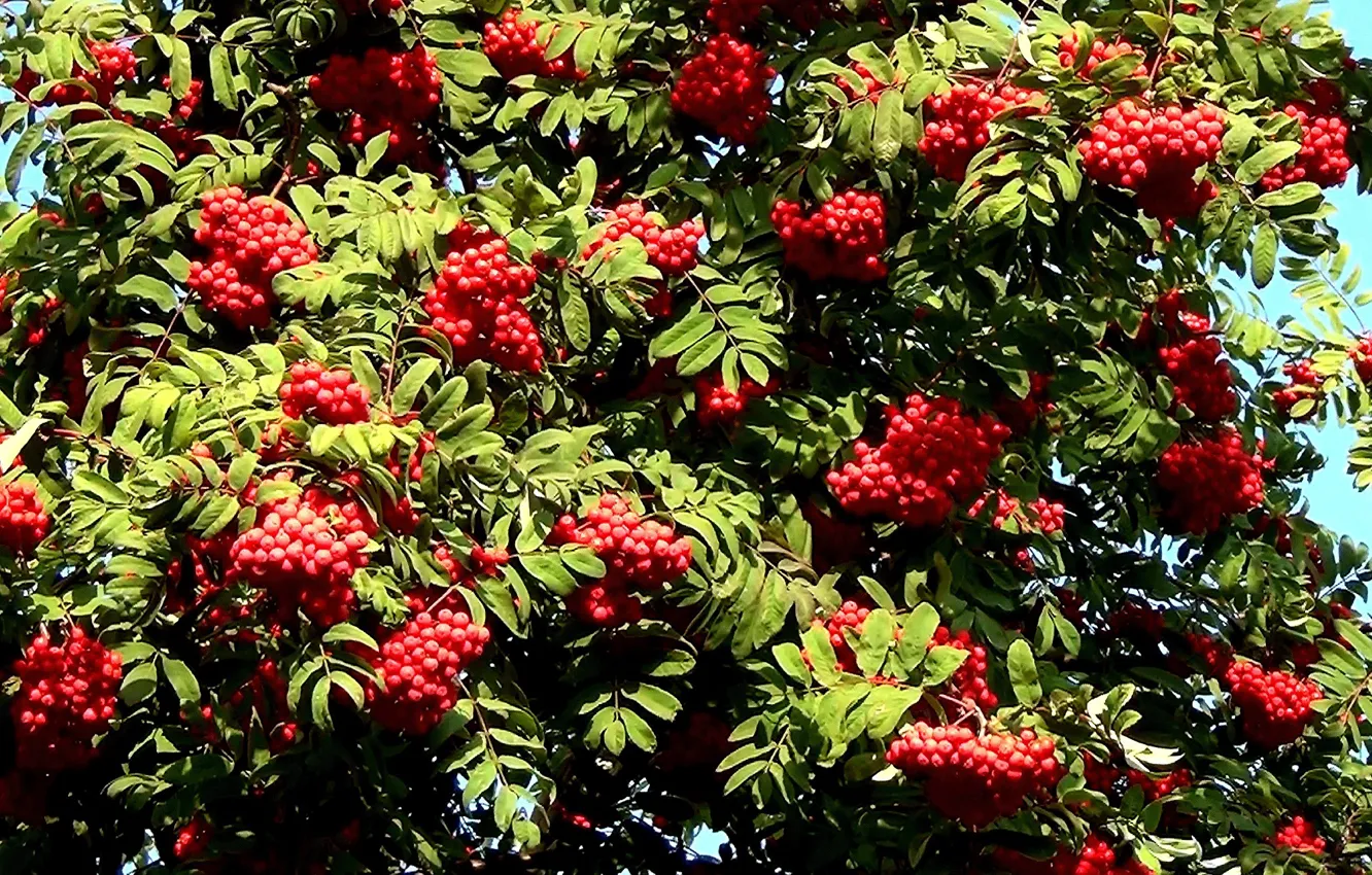 Photo wallpaper autumn, Bush, berry, Rowan