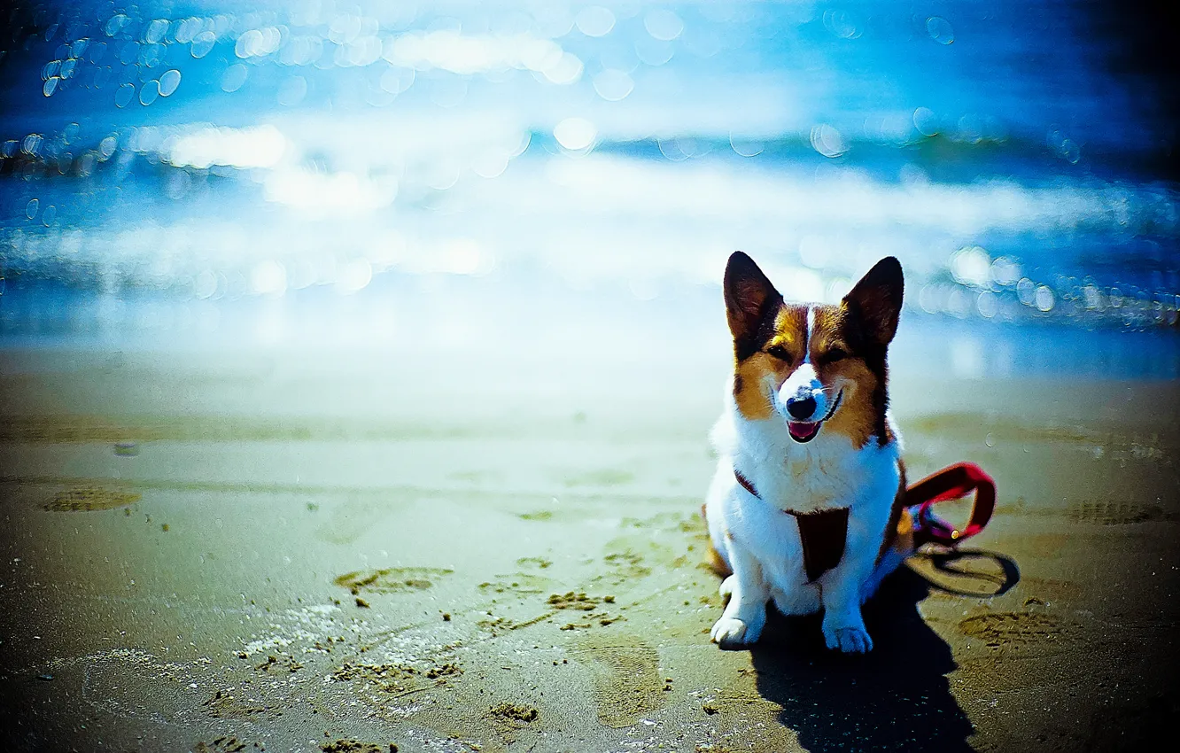 Photo wallpaper beach, each, the ocean, dog, bokeh