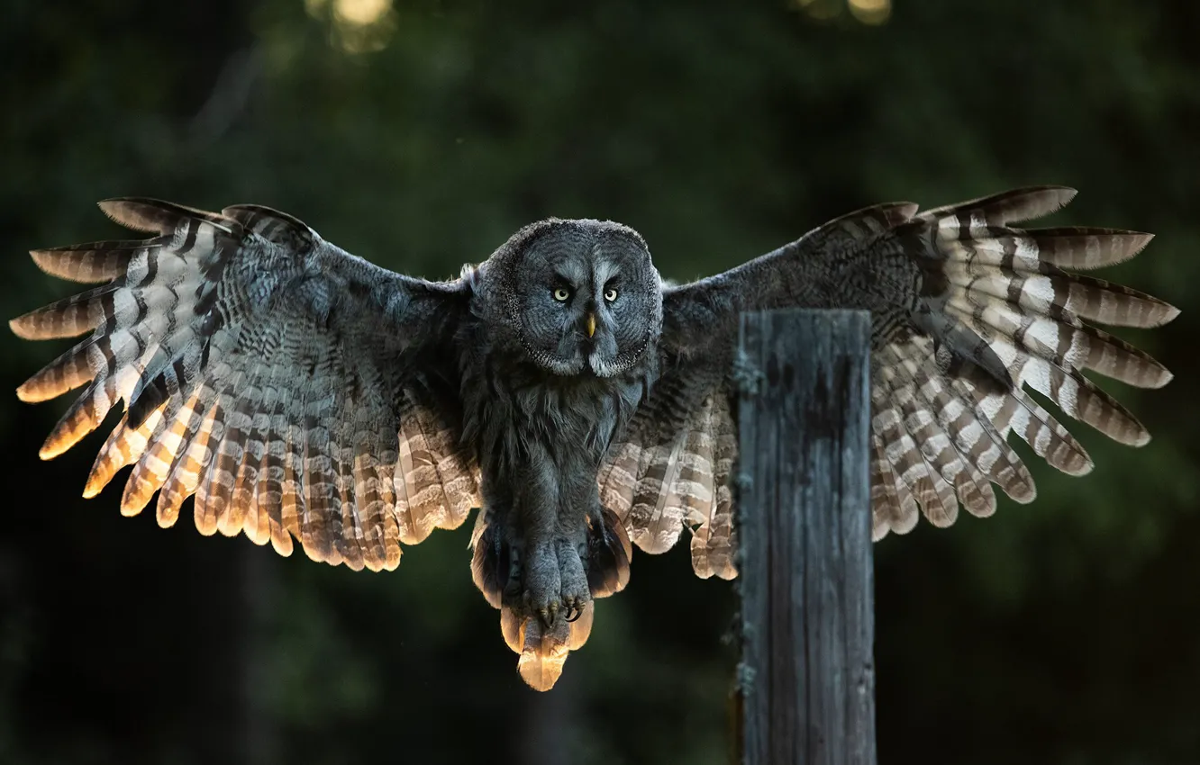 Photo wallpaper look, light, flight, nature, owl, bird, posts, wings