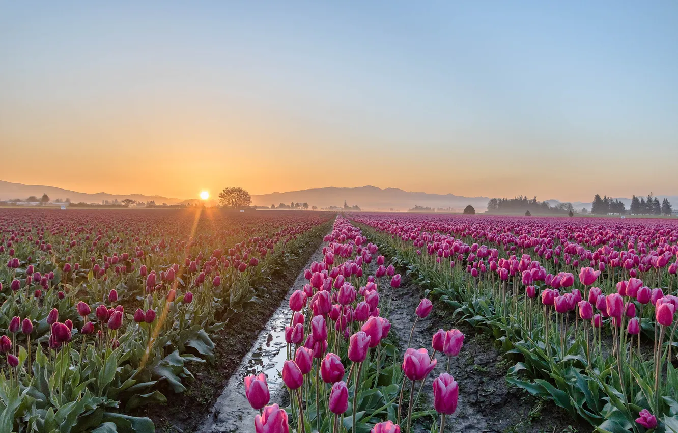 Photo wallpaper field, the sky, water, the sun, flowers, mountains, dawn, spring