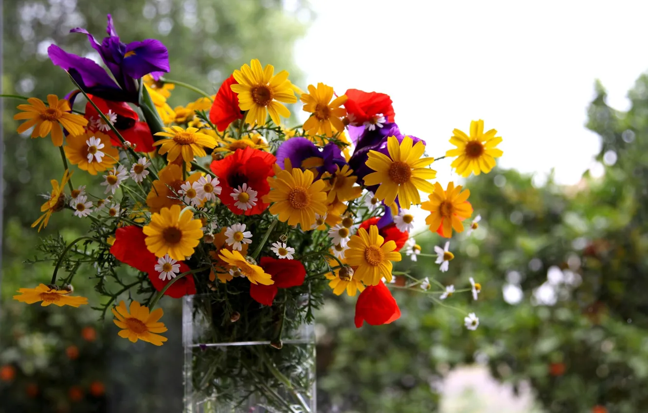 Photo wallpaper summer, flowers, Maki, chamomile, bouquet, vase, iris