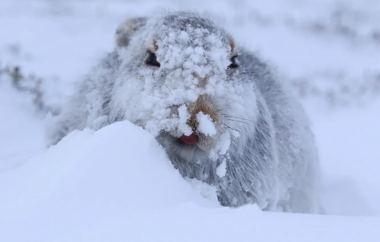Photo wallpaper winter, snow, hare, Hare