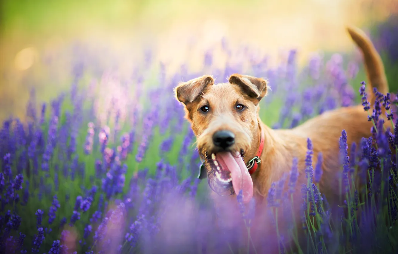 Photo wallpaper field, flowers, nature, animal, dog, lavender, dog
