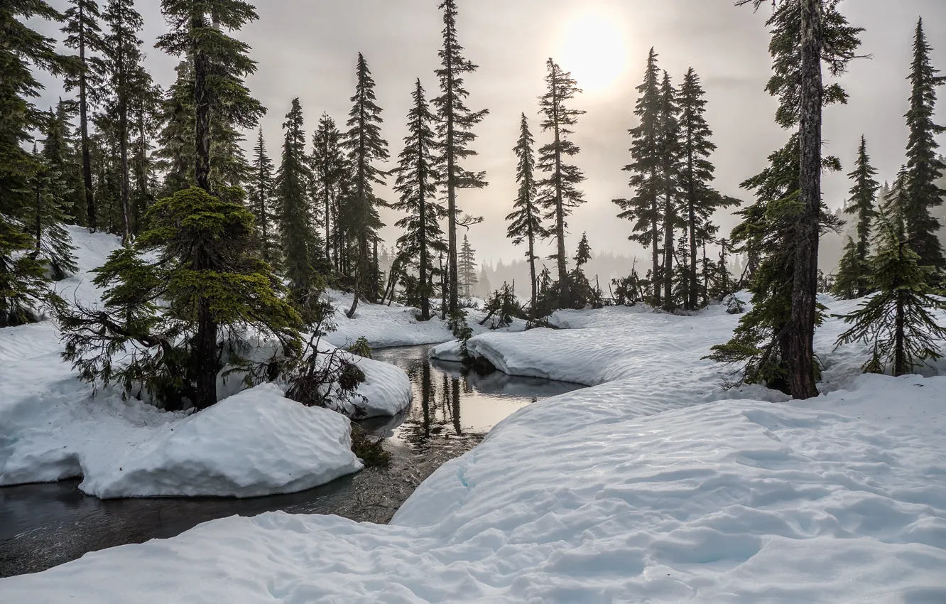 Photo wallpaper winter, forest, the sky, the sun, snow, trees, nature, river