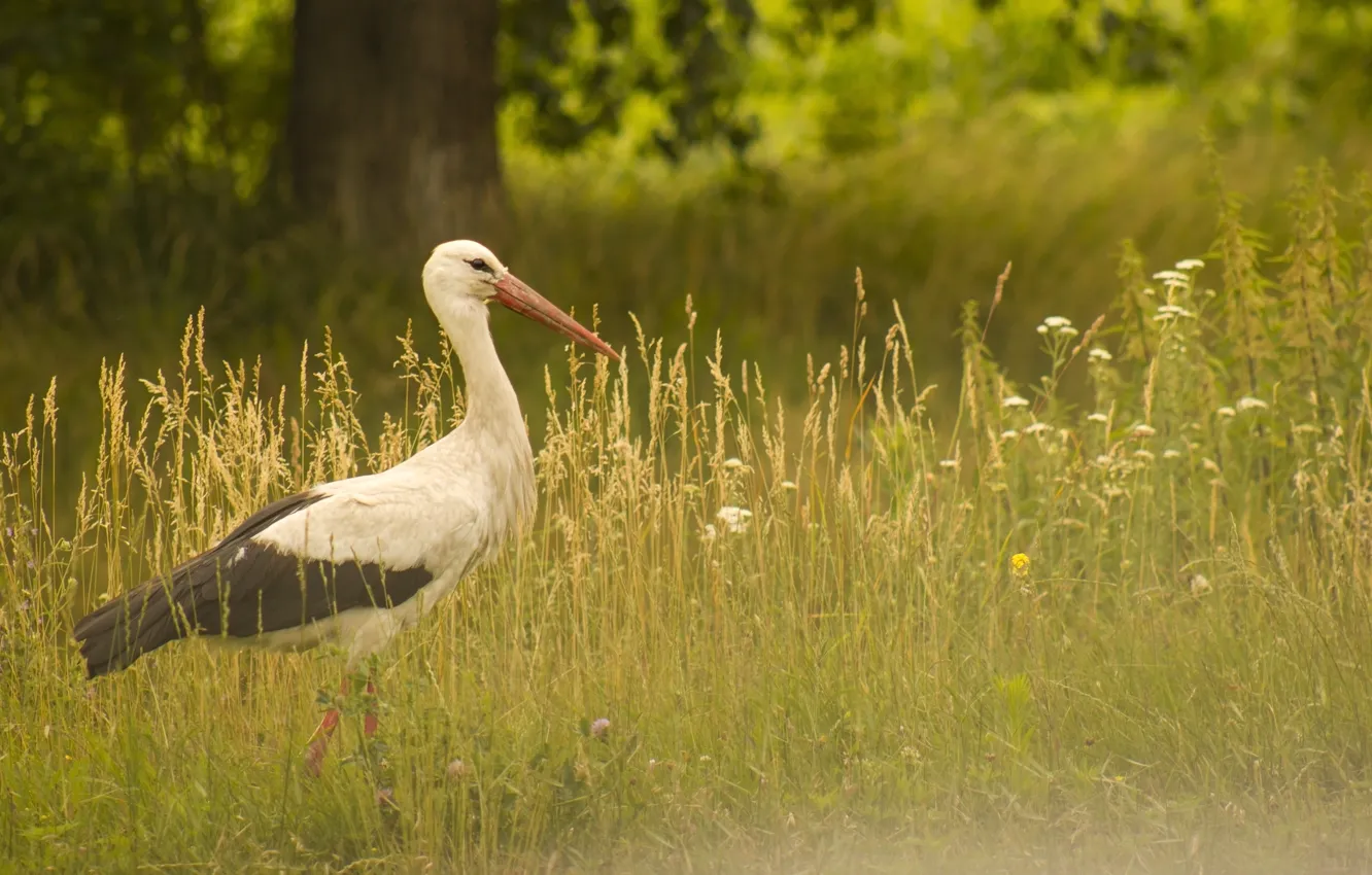 Photo wallpaper greens, summer, grass, flowers, nature, background, tree, bird