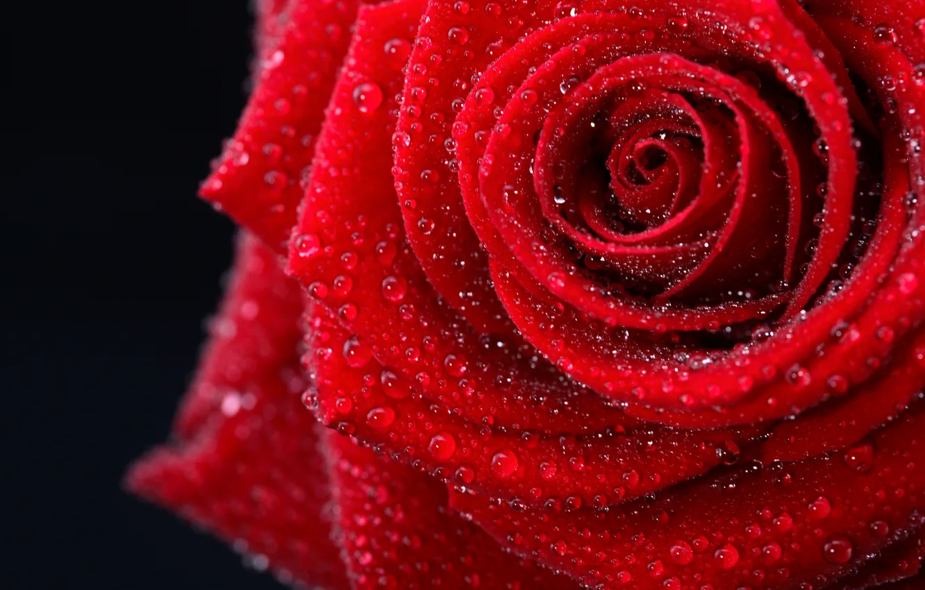 Photo wallpaper flower, color, drops, photo, gentle, romance, black, rose