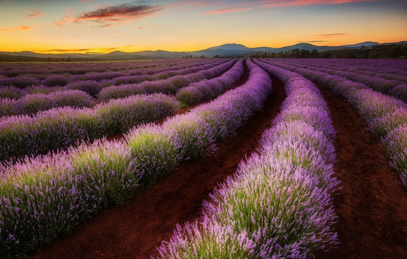 Photo wallpaper field, valley, Australia, lavender, Tasmania