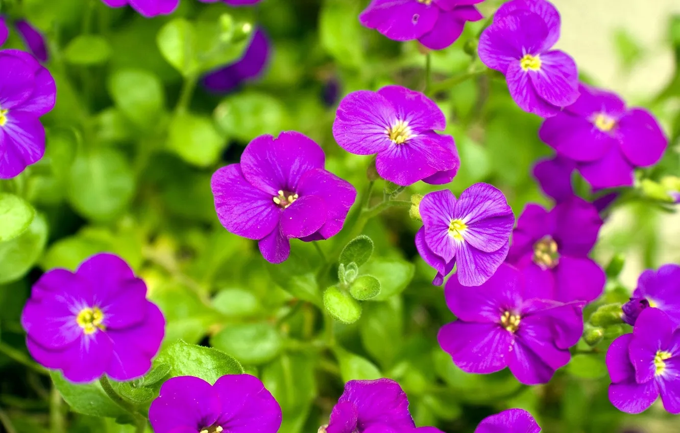 Photo wallpaper flowers, spring, beautiful