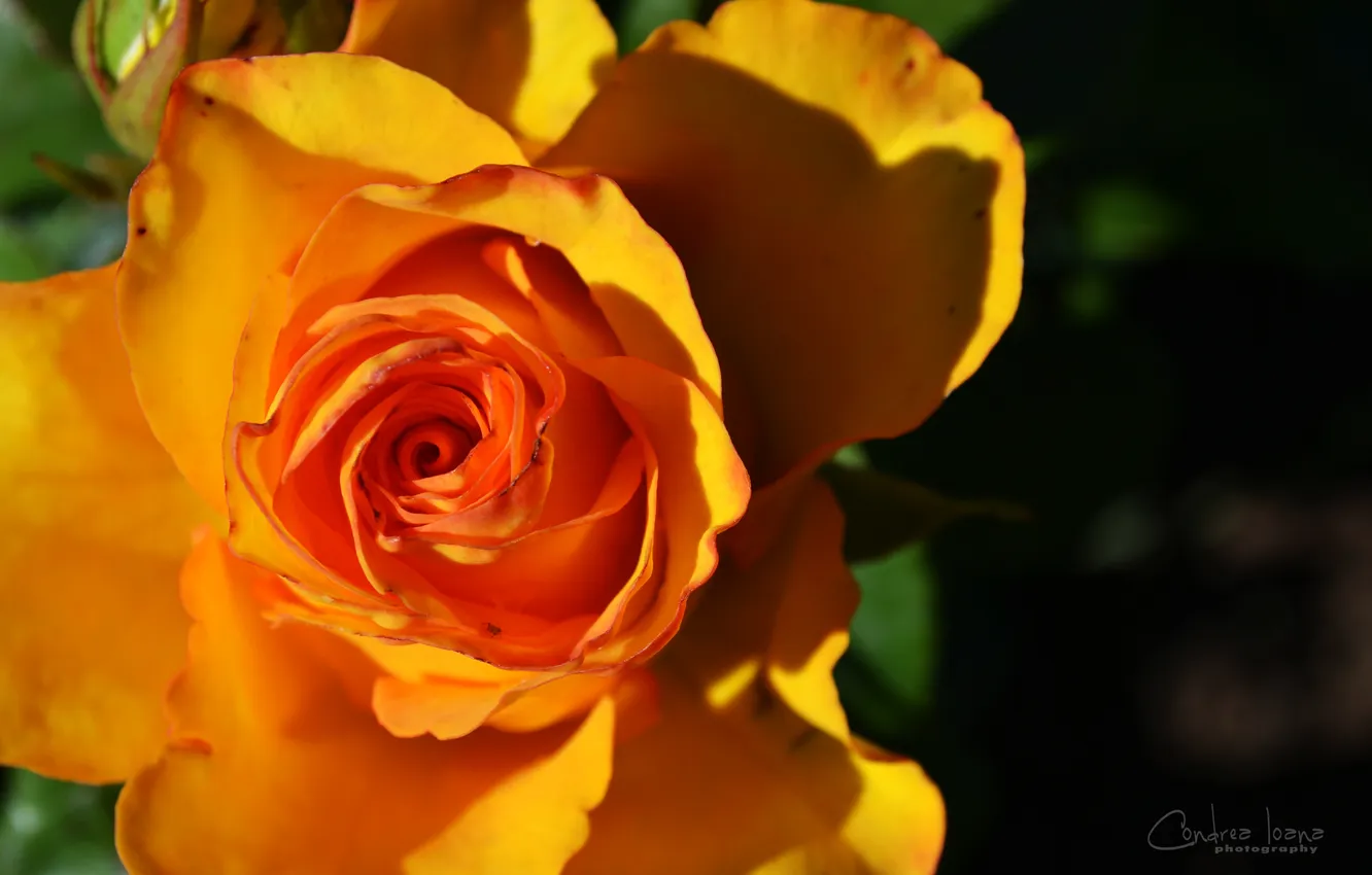 Photo wallpaper summer, macro, roses, petals, art, bright, macro, suntok