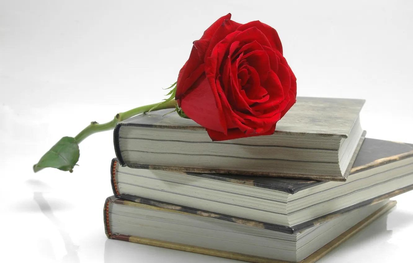 Photo wallpaper flower, rose, books, petals, red