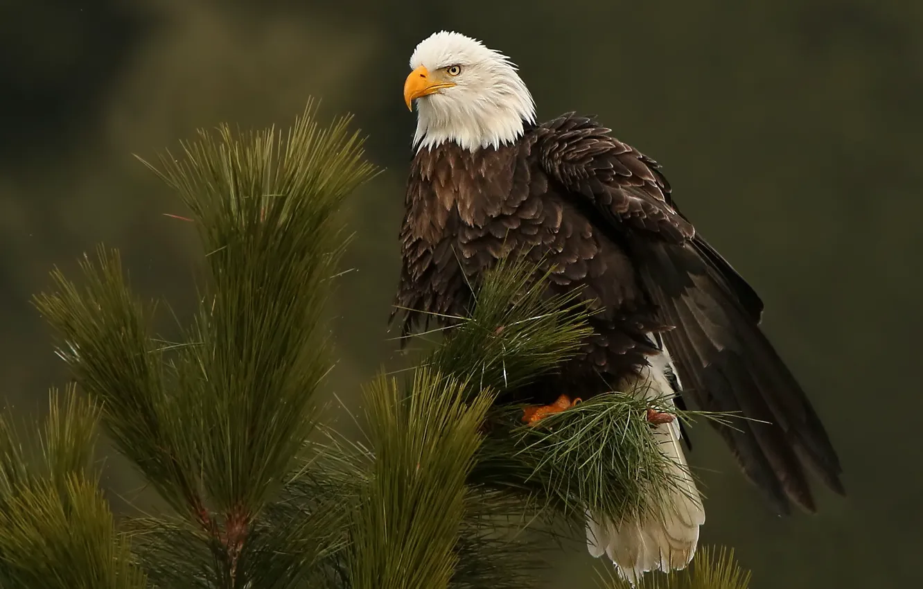 Photo wallpaper trees, branches, bird, needles, pine, bald eagle