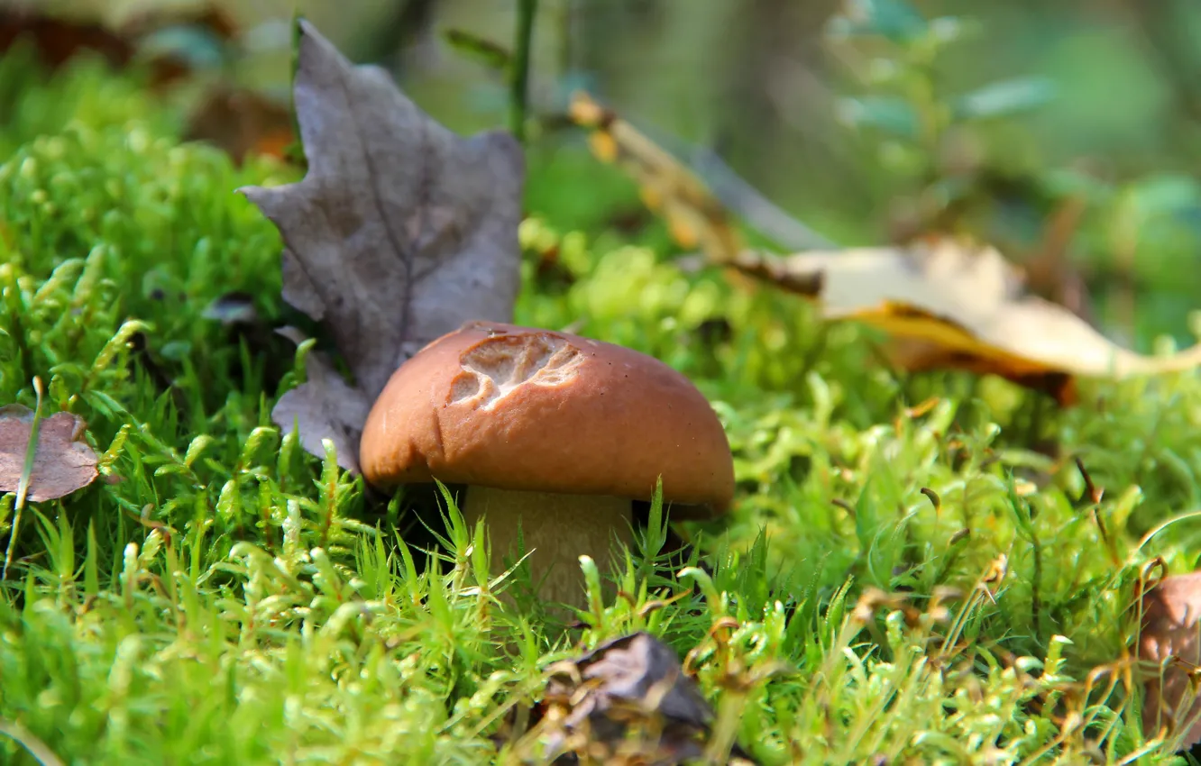 Photo wallpaper autumn, forest, nature, mushrooms, mushroom, beauty, white mushroom, quiet hunting