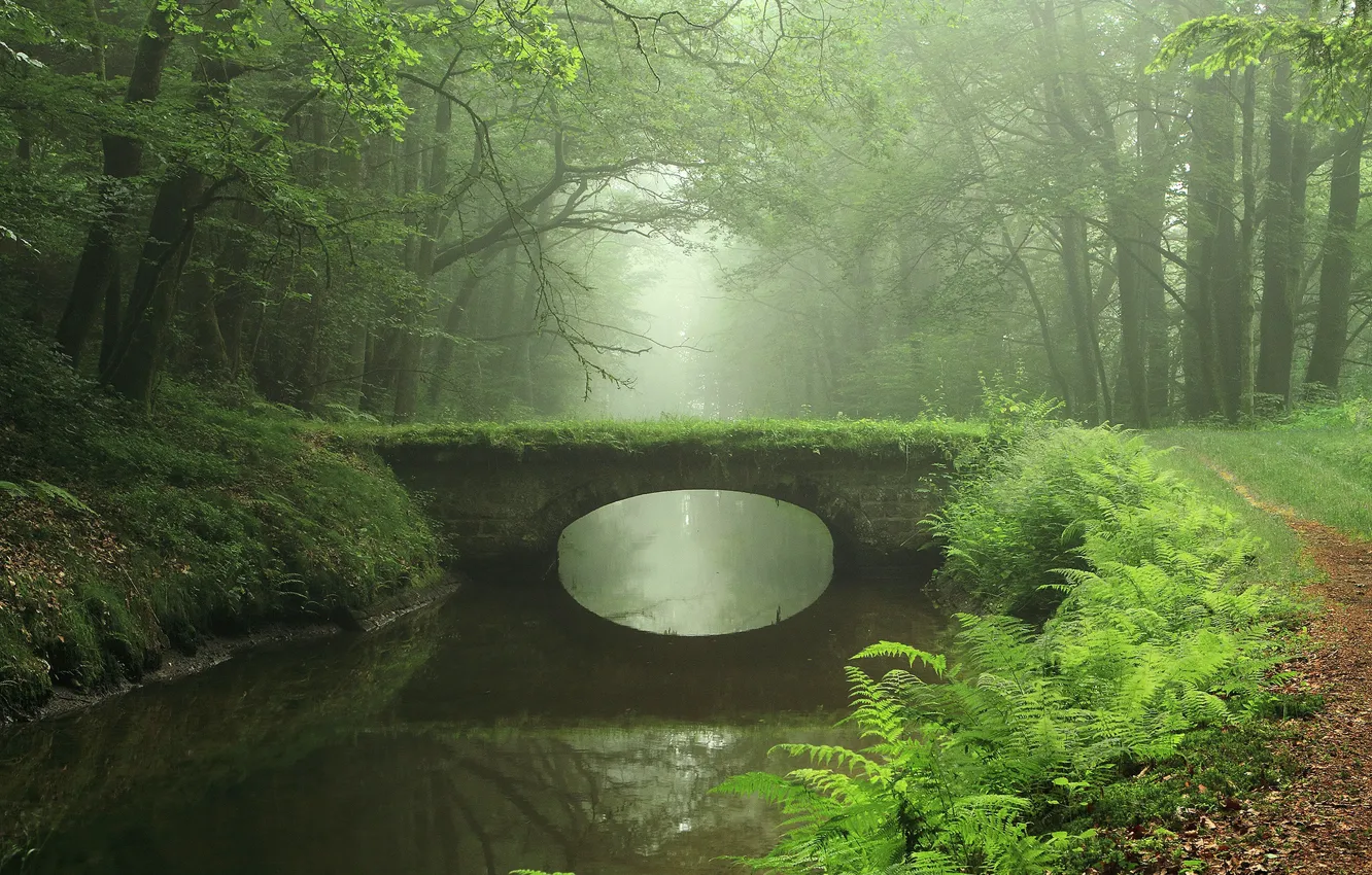 Photo wallpaper Water, Nature, Reflection, Bridge, Fog, Grass, Path, Trees