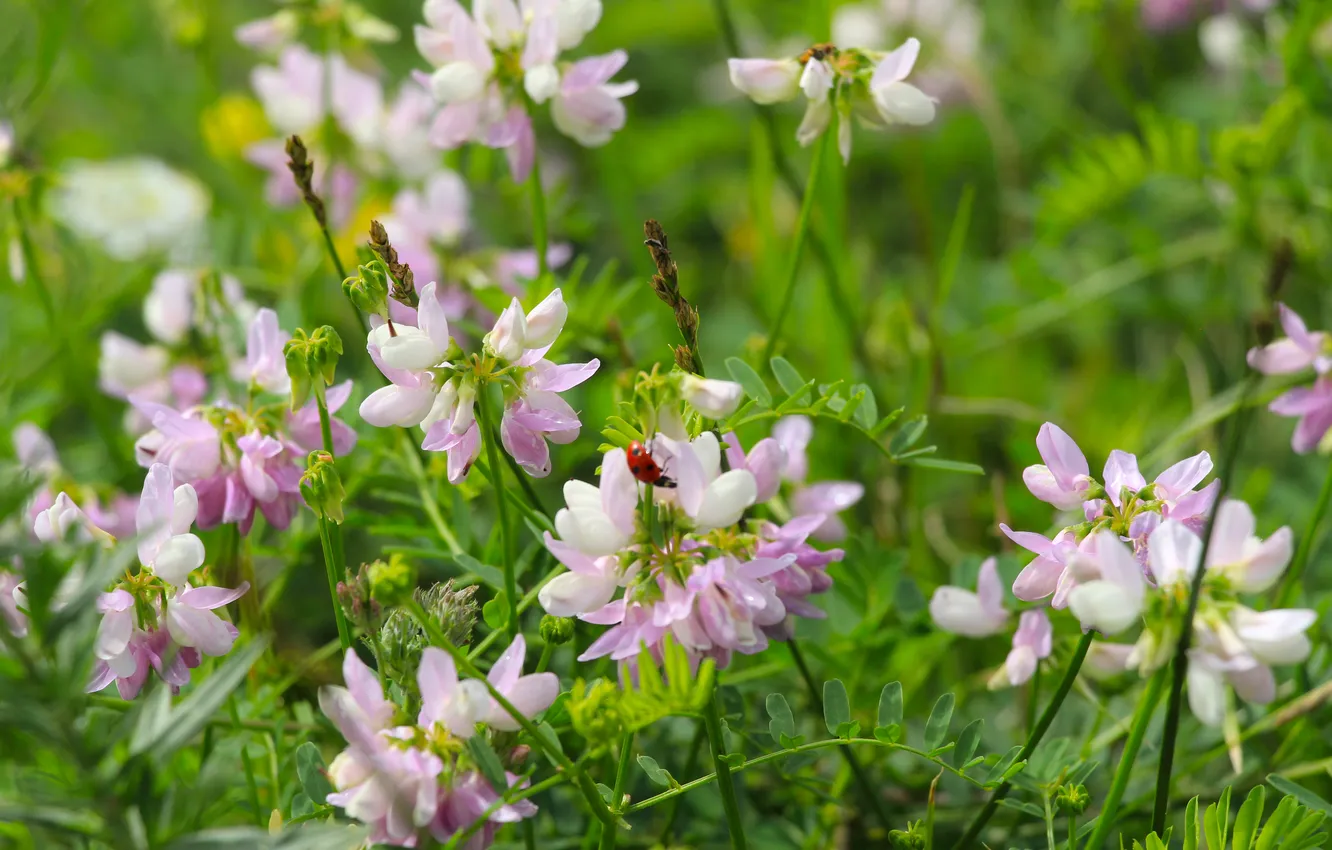 Photo wallpaper colors, flower, meadow