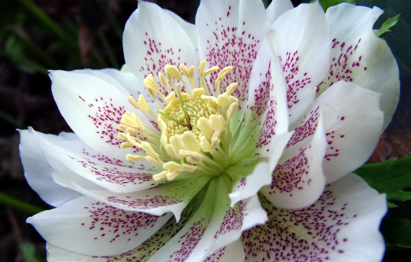 Photo wallpaper white, macro, flowers, petals, hellebore, Helleborus