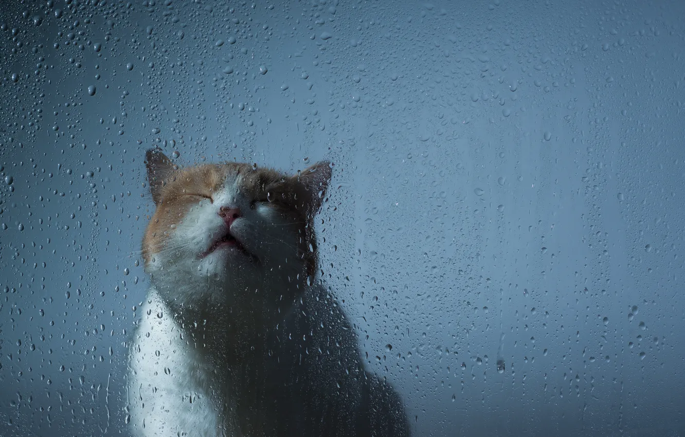 Photo wallpaper cat, glass, drops, muzzle, Ben Torode, Hannah, Benjamin Torode
