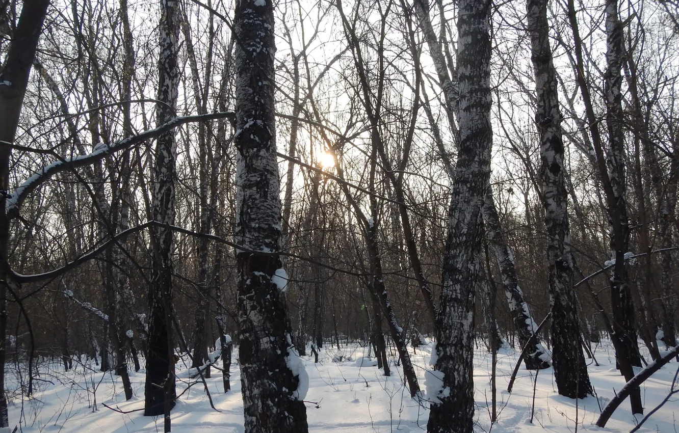 Photo wallpaper winter, forest, Russia, forest, grove, Russia, homeland, winter