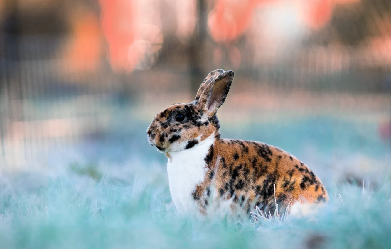 Photo wallpaper frost, grass, nature, glade, rabbit, face, Bunny, bokeh
